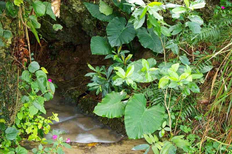 spring flowing near jungle