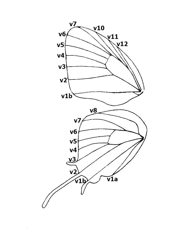 Butterflies of Singapore Butterfly Anatomy Part 2