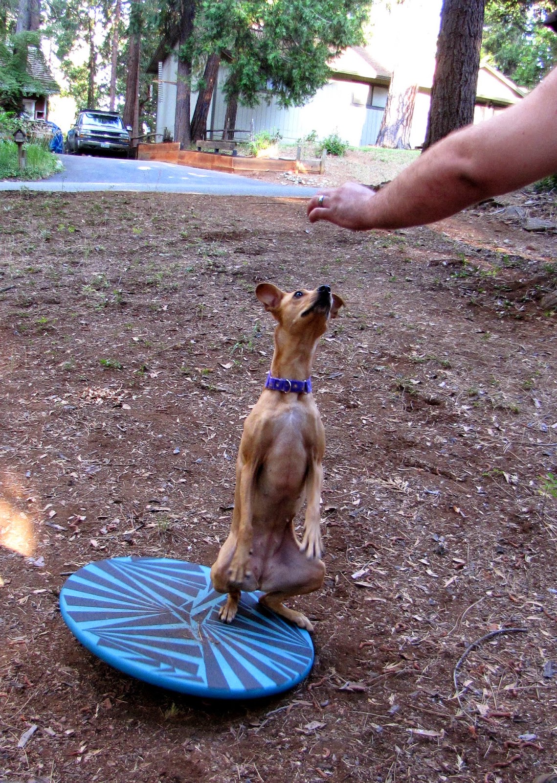 ZoePhee How to Make Wobble Board for Dogs!