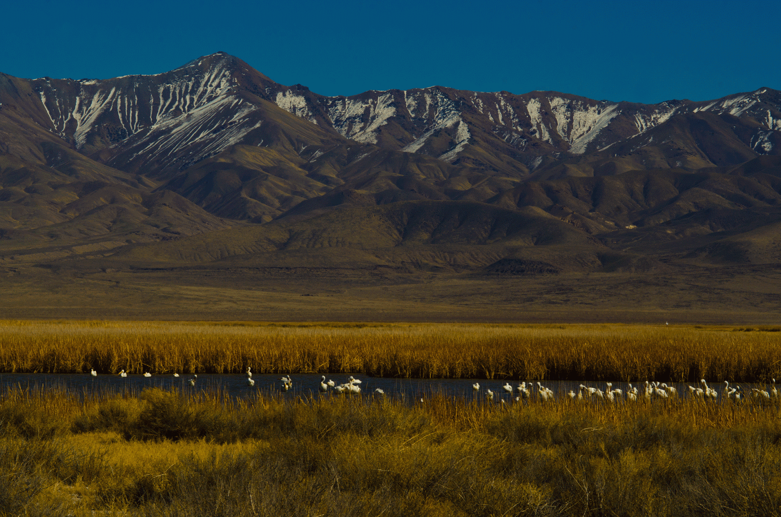 Journeys With Judy Stillwater NWR NV