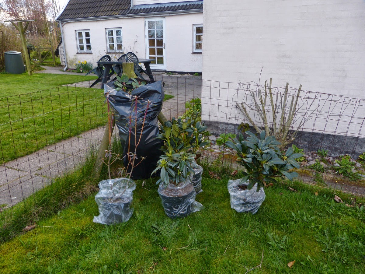 på og Hellerupvej på Fyn: En herlig dag til Solhøj Planter og Rhododendronhaven