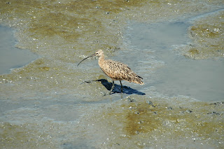 Image of a Long-billed Curlew