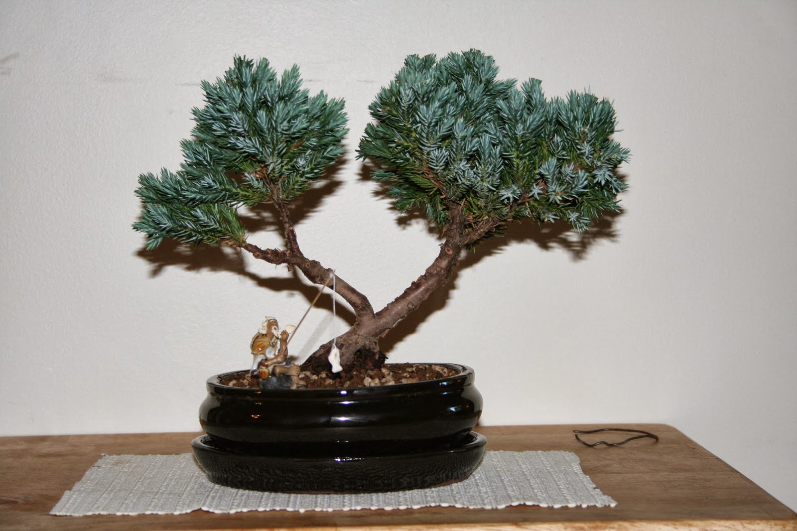 Yoji Bonsai Canada BONSAI TREES AVAILABLE FOR SALE