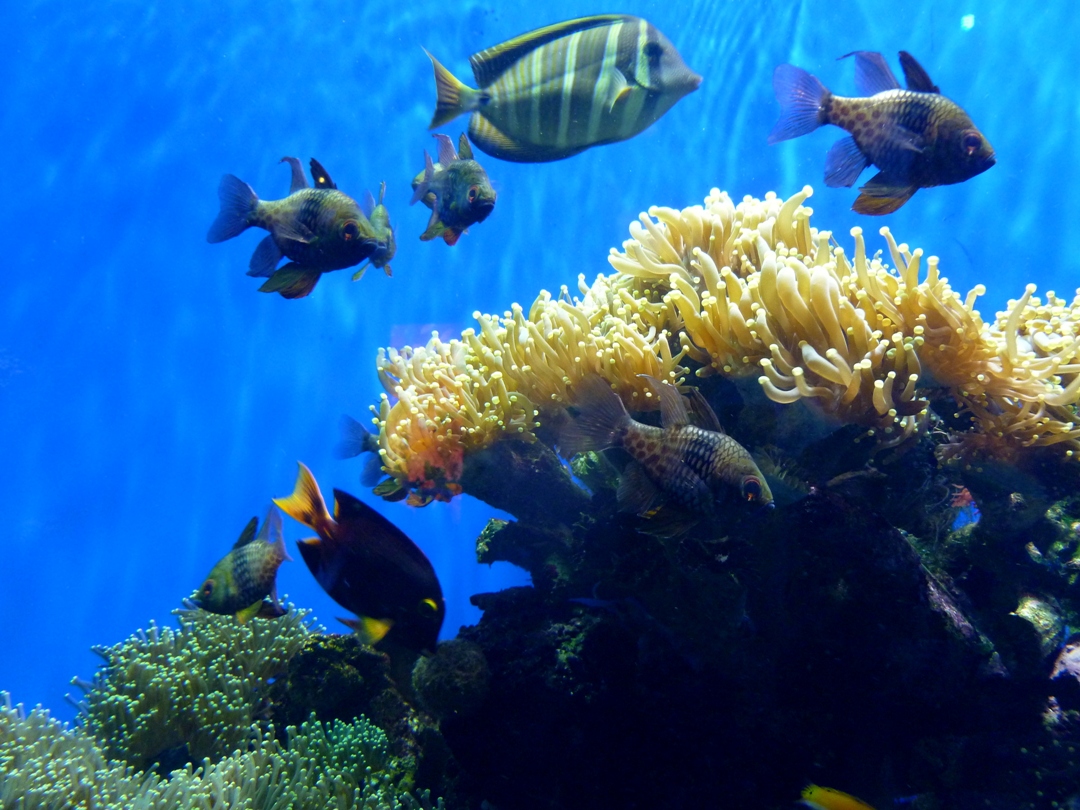 A trip to London Zoo Elle Field