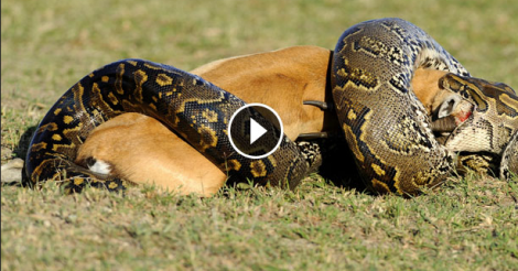 SEE HOW GIANT ANACONDA ATTACK COW-SNAKE EAT COW-W0RLDS BIGGEST SNAKE ...