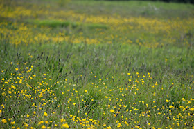 large buttercup meadow