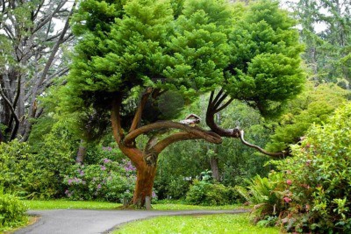 Our Beautiful World Cedar Tree