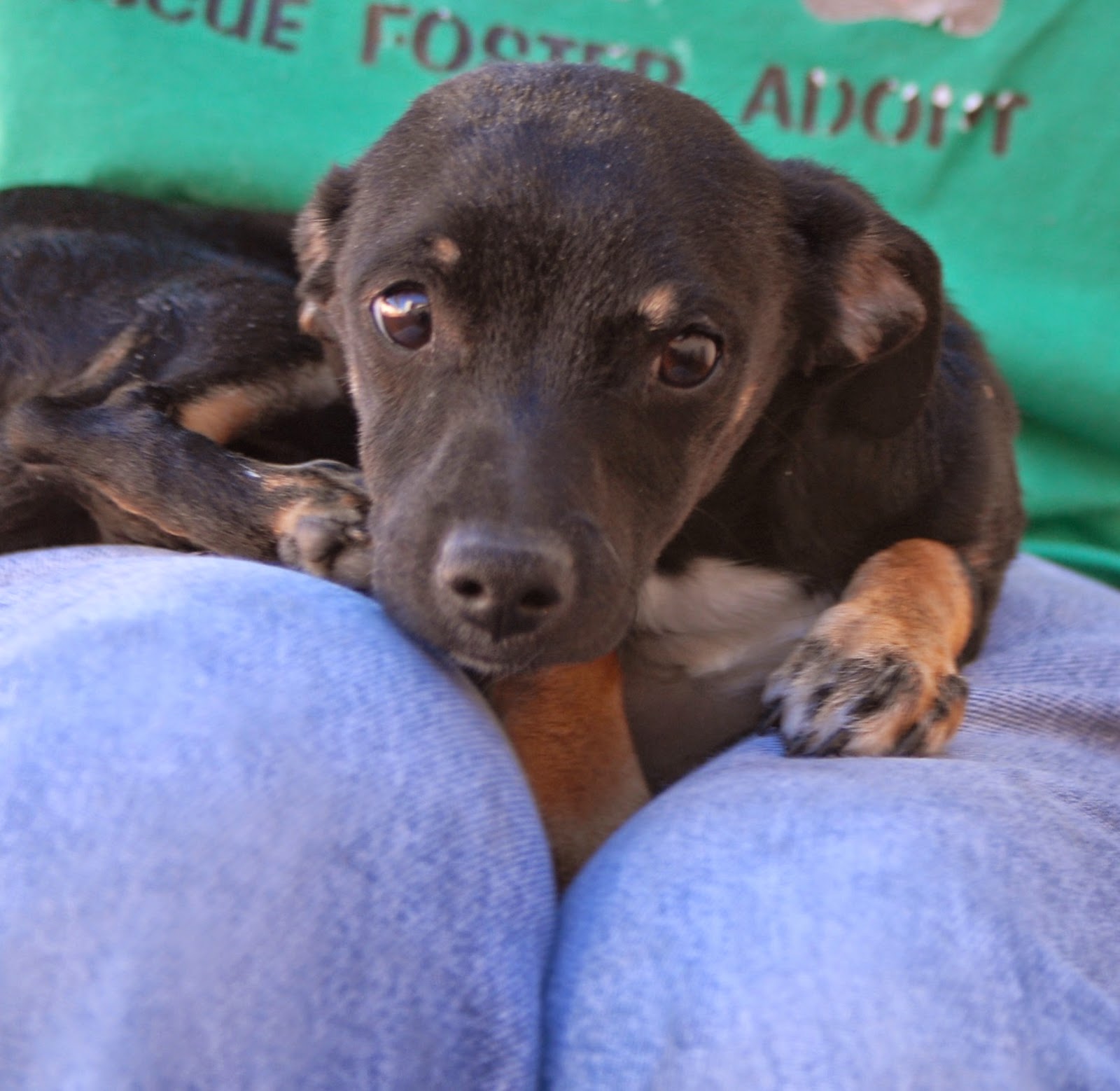 Manchester Terrier mix puppies debuting for adoption.