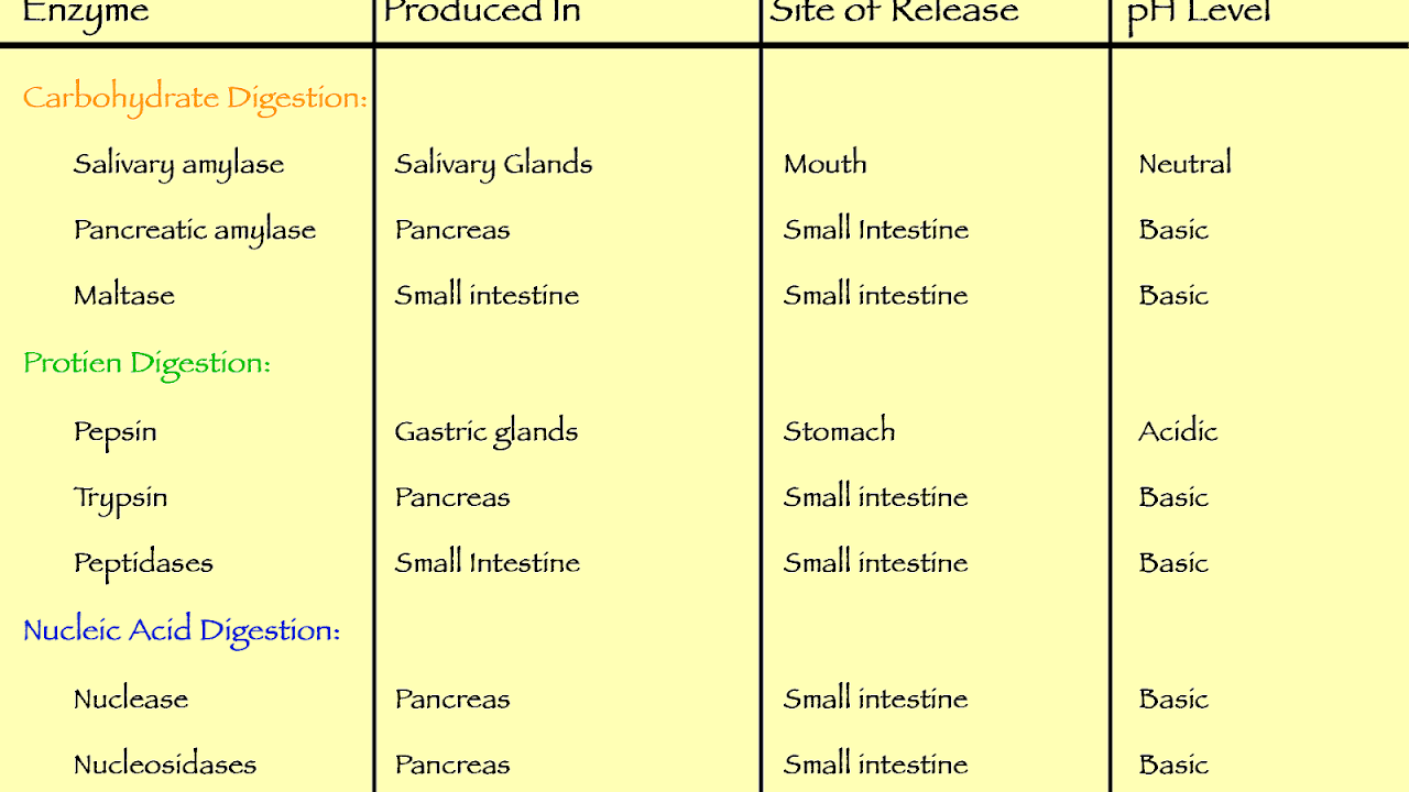 The Pancreas Produces This Protein Digesting Enzyme Protein Choices
