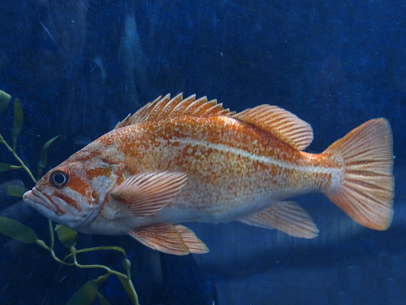 Faaxaal Photos nature gratuites et libres de droits Photo de poisson