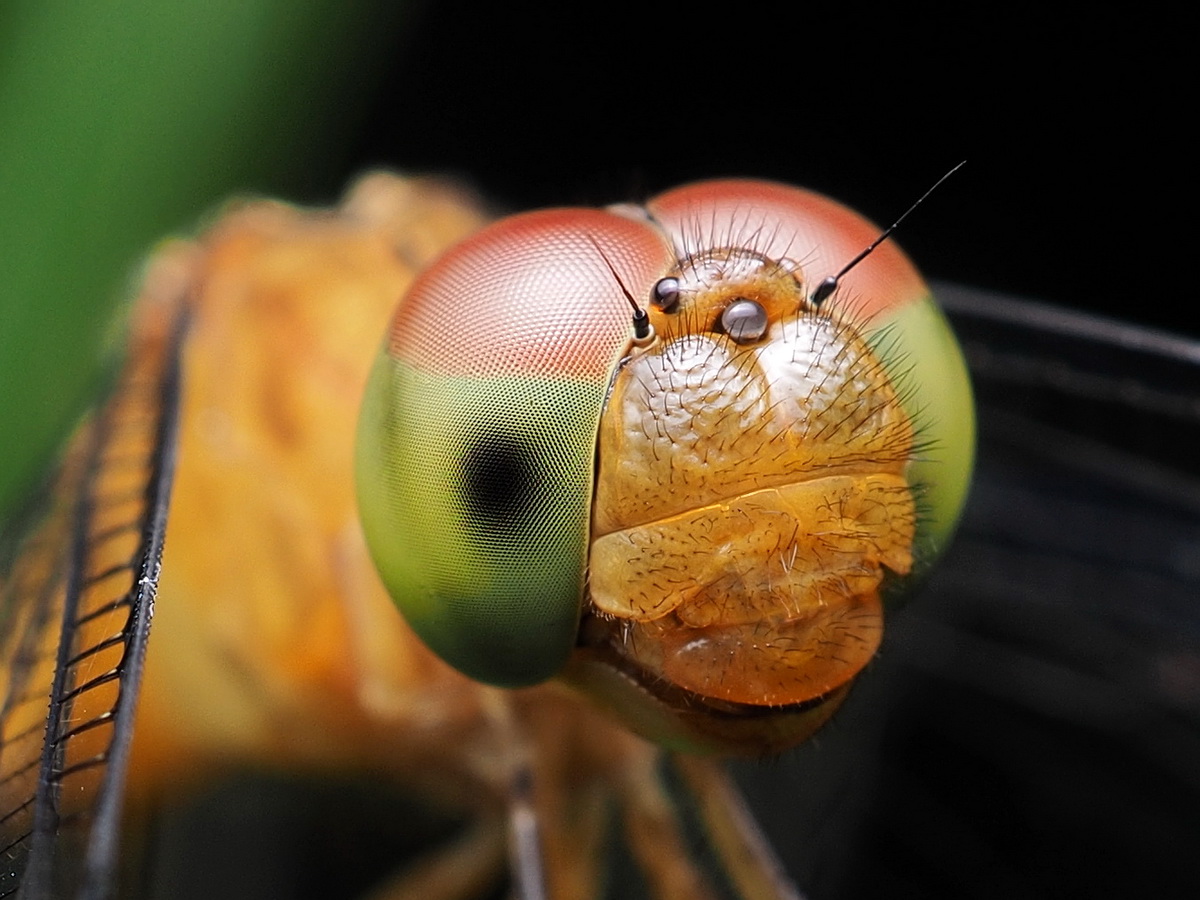 ROBIN WONG : Olympus M.Zuiko 30mm F3.5 Macro Lens Review