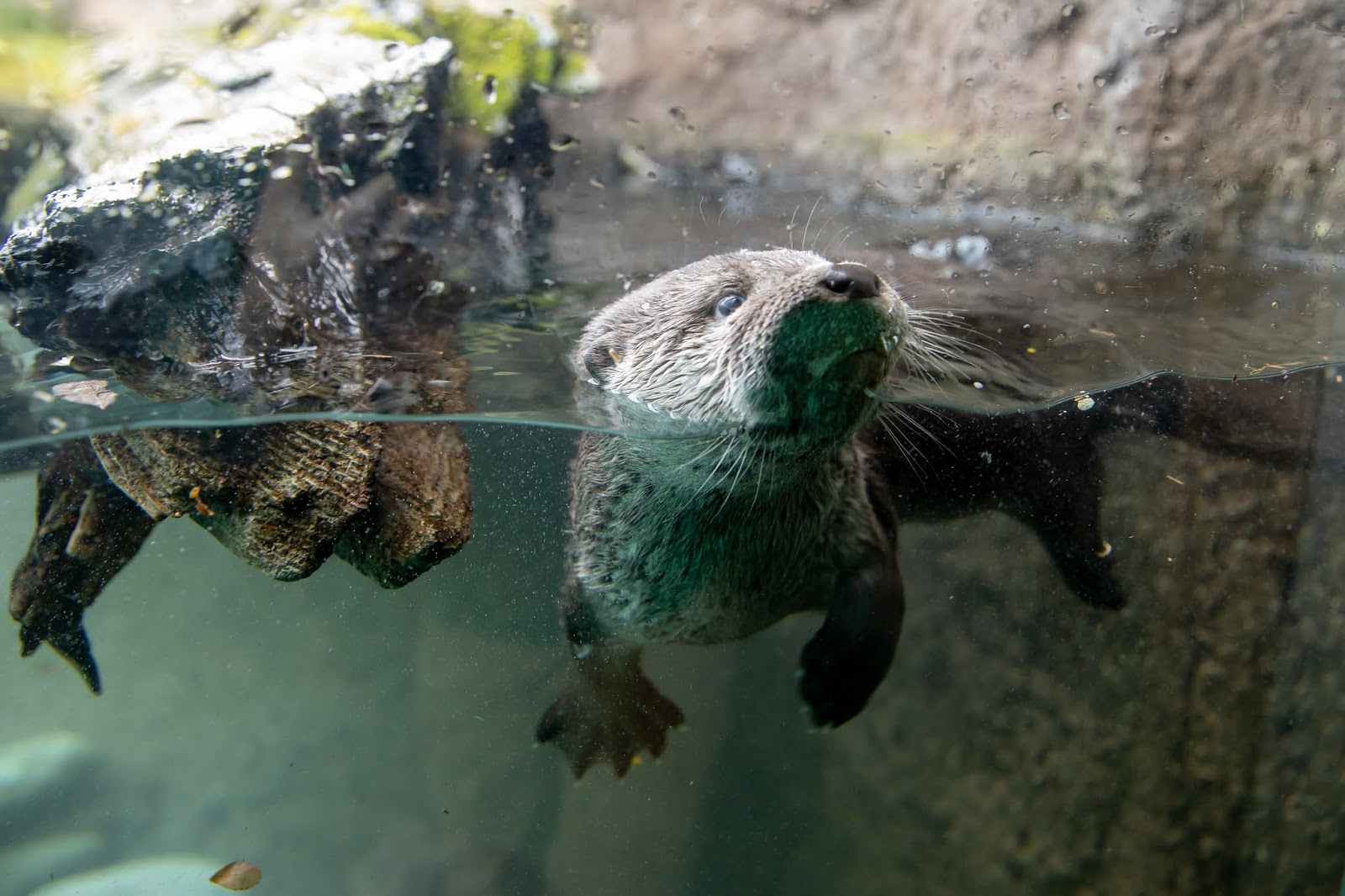 River Otter Pups Take Their Swim Lessons Outside