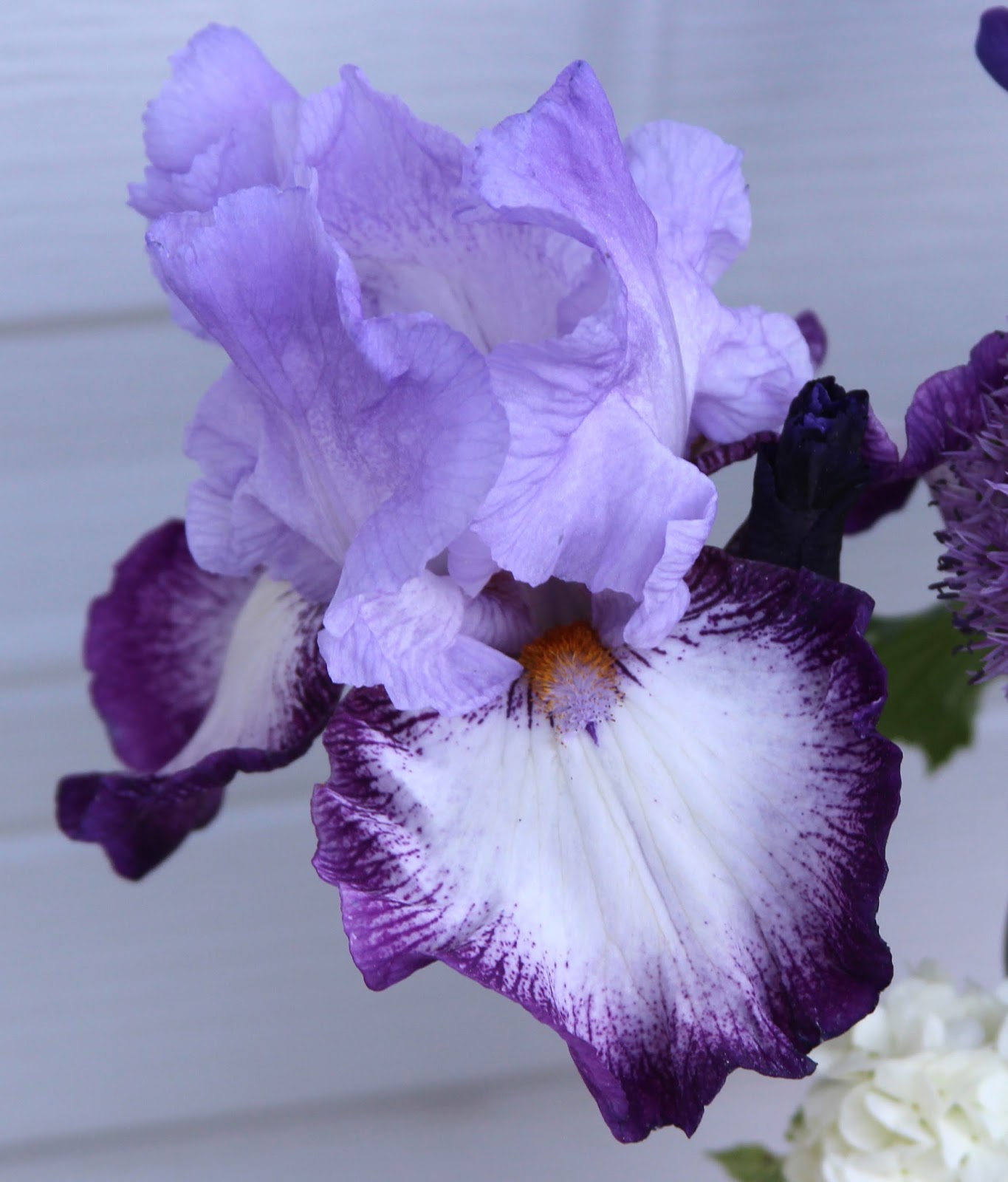 TALL BEARDED IRISES IN SHADES OF PURPLE Arrangements with purple