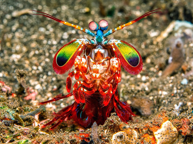 MANTIS SHRIMP,Udang Mantis,