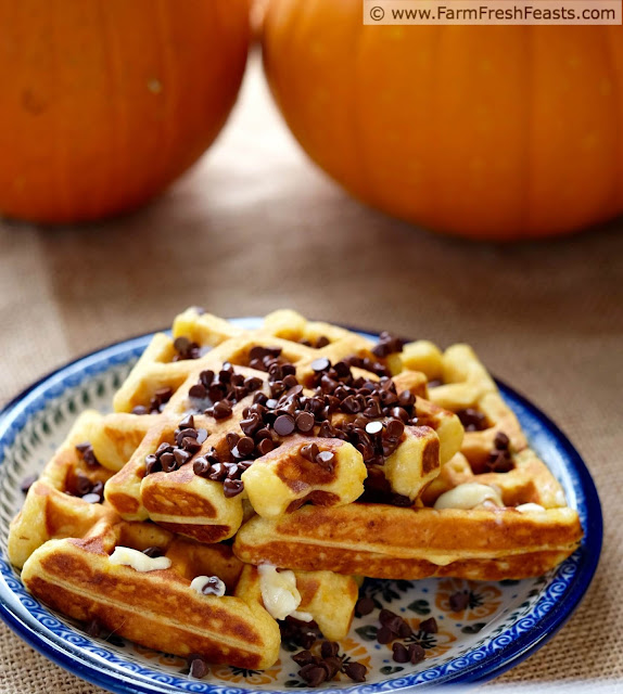 Tender pumpkin waffles made with pumpkin spice eggnog, with chocolate chips inside and out.