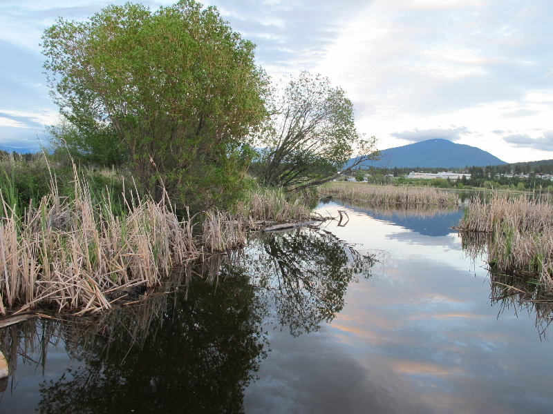 The Cranbrook Guardian More Goings On at Elizabeth Lake