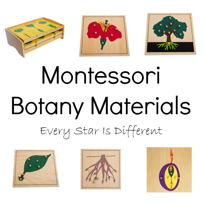 Montessoriinspired Botany Gifts and Resources for Kids Every Star Is Different