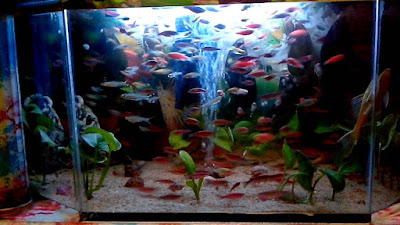 akuarium kecil akuarium kecil