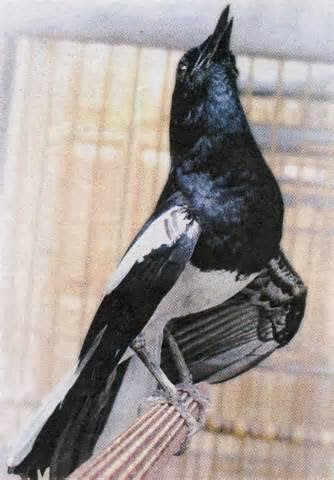 Forum Pecinta Hewan Hobi Hewan Hias Perawatan Burung Kacer Agar