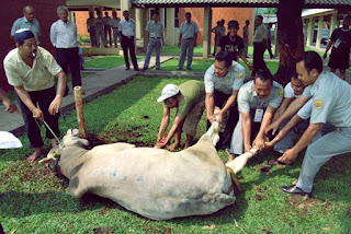 Seputar Ibadah Kurban