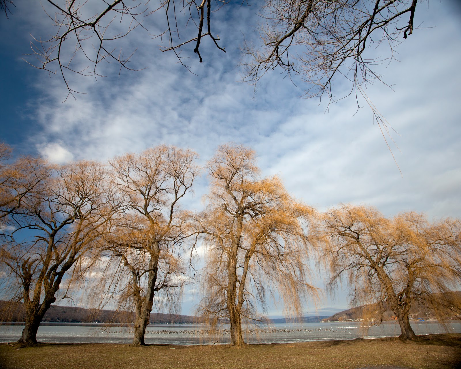 52 Photos of Trees Ithaca Trip