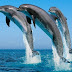 57 νεκρά δελφίνια εκβράστηκαν στις ακτές της Ιταλίας