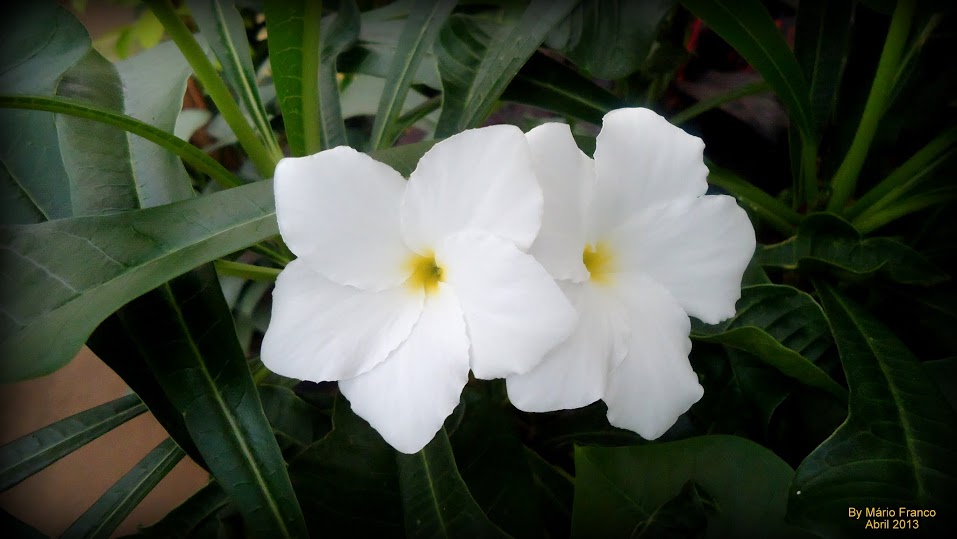 Meu Cantinho Verde: JASMIM-DO-CARIBE, BUQUÊ-DE-NOIVA - ( Plumeria pudica )