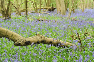 Bluebells at Waresley Wood, Cambridgeshire Bluebells at Waresley Wood, Cambridgeshire