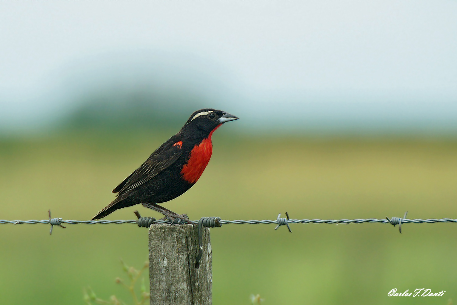 AVES de SALADILLO PECHO COLORADO (Sturnella superciliaris)