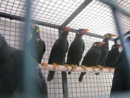 Jual Murai Batu Medan Online Jual Burung Beo