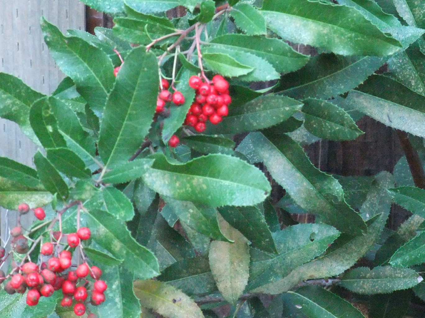 Native Plant of the Moment Toyon