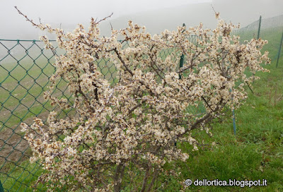 Prugnolo lavanda confettura di rose gelatina di tarassaco confetture di piccoli frutti sali aromatici dittamo flora spontanea e fauna selvatica dell'Appennino Bolognese e Modenese