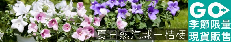 夏日熱汽球：日系風雅桔梗 - iGarden 2015 春播單品專題