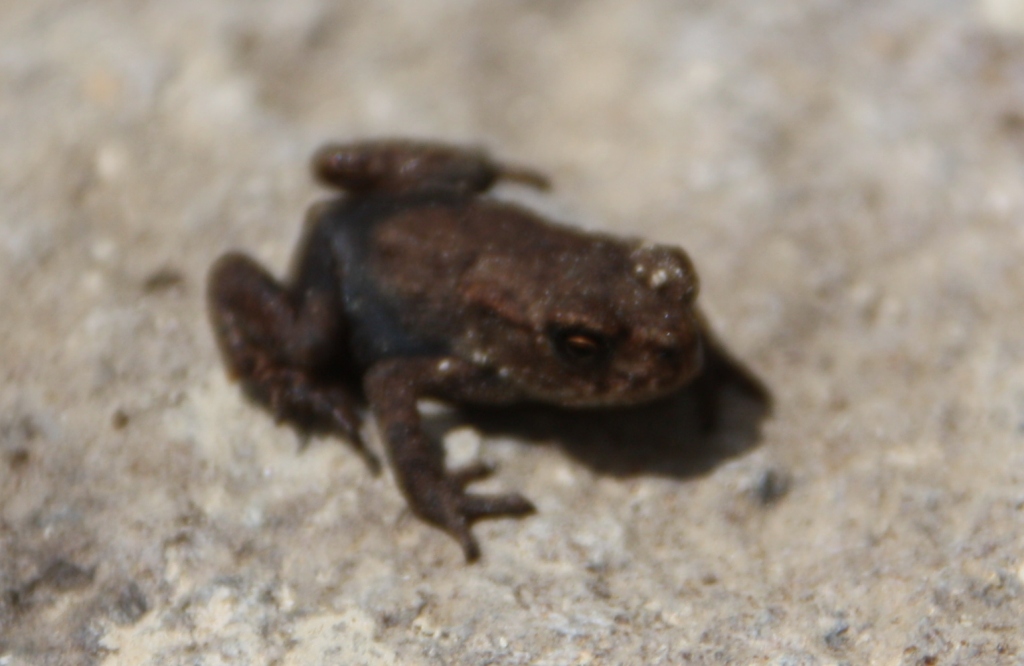 Teacup-In-The-Garden: 5 Frösche, neue Blumen und eine ungeliebte Gartenecke
