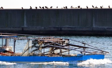 鴎の鵜が並んでる仮屋漁港の写真
