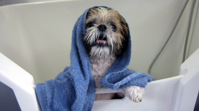 Banho seco para shih tzu