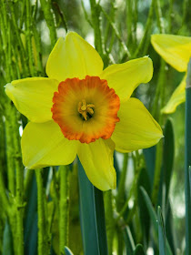 Yellow and orange daffodil Allan Gardens Conservatory 2015 Spring Flower Show by garden muses-not another Toronto gardening blog 