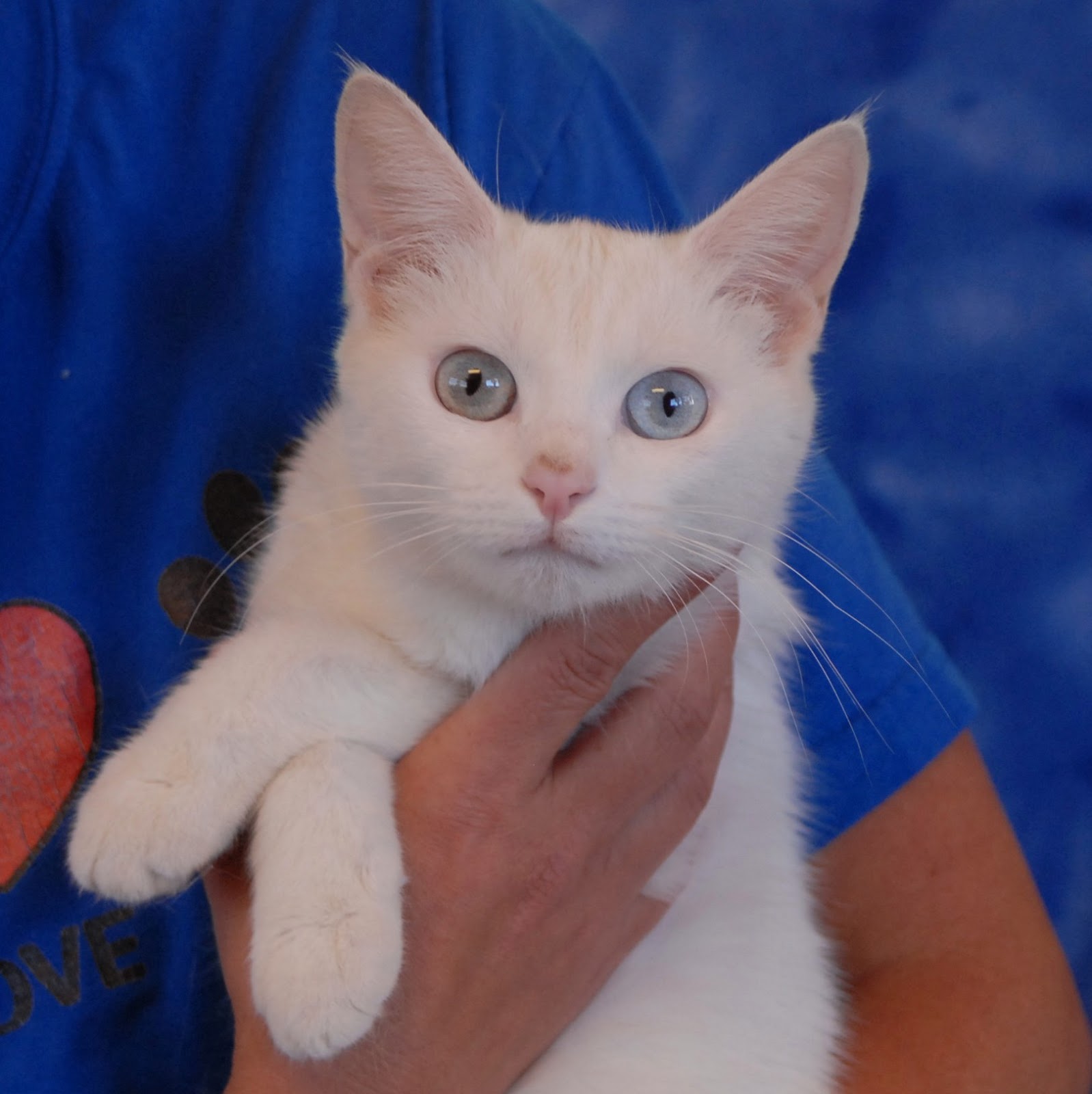 Powder Puff is one of the rescued, pregnant cats who needs a foster