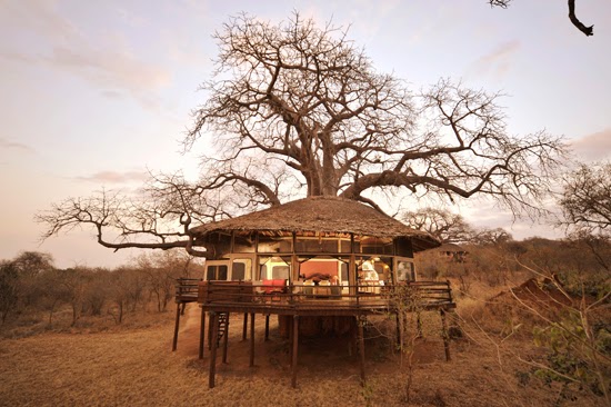 Safari Fusion blog | African treehouses | Safari tree lodgings at Tarangire Treetops, Tanzania