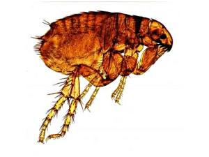 Katu Insect ...memories* of love...