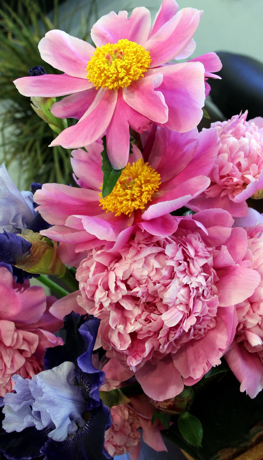 TALL BEARDED IRISES AND PEONIESA perfect match for spring