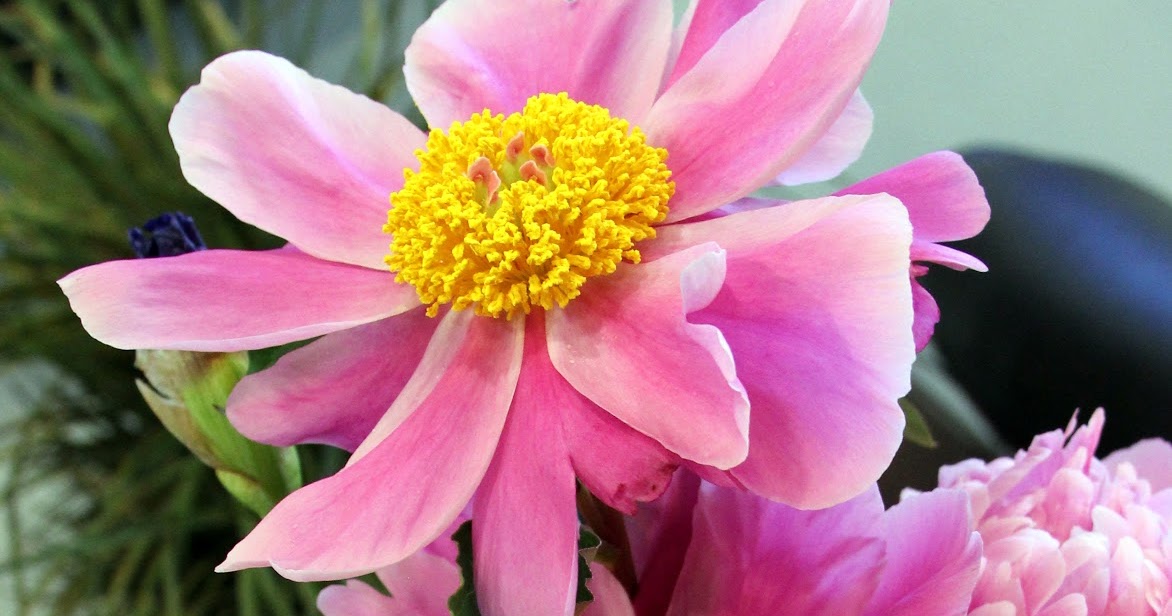TALL BEARDED IRISES AND PEONIESA perfect match for spring