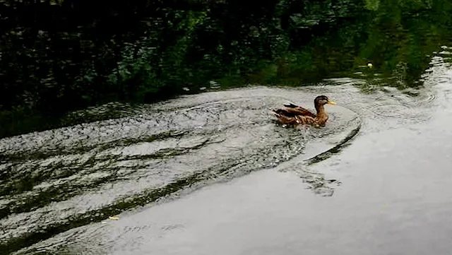 Mallard, and Brown teal  at Waiteti stream