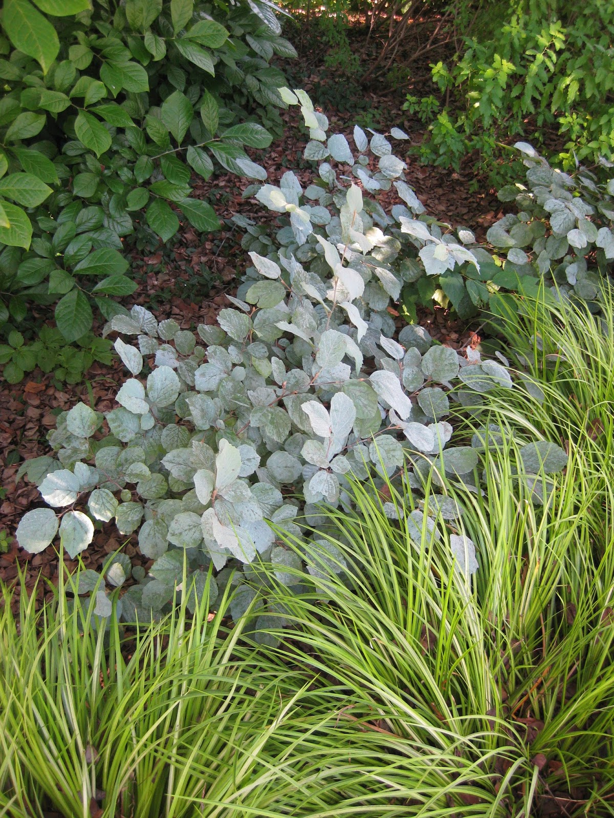 Future Plants By Randy Stewart Fothergilla