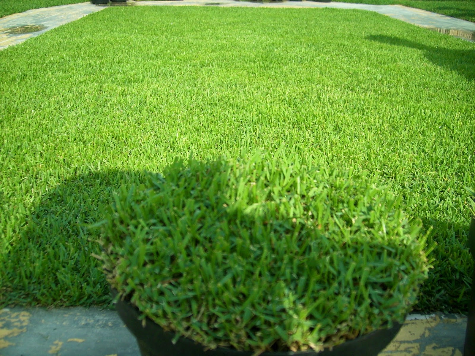 Jual bermuda grass asli dari USA | bibit rumput berkwalitas dalam