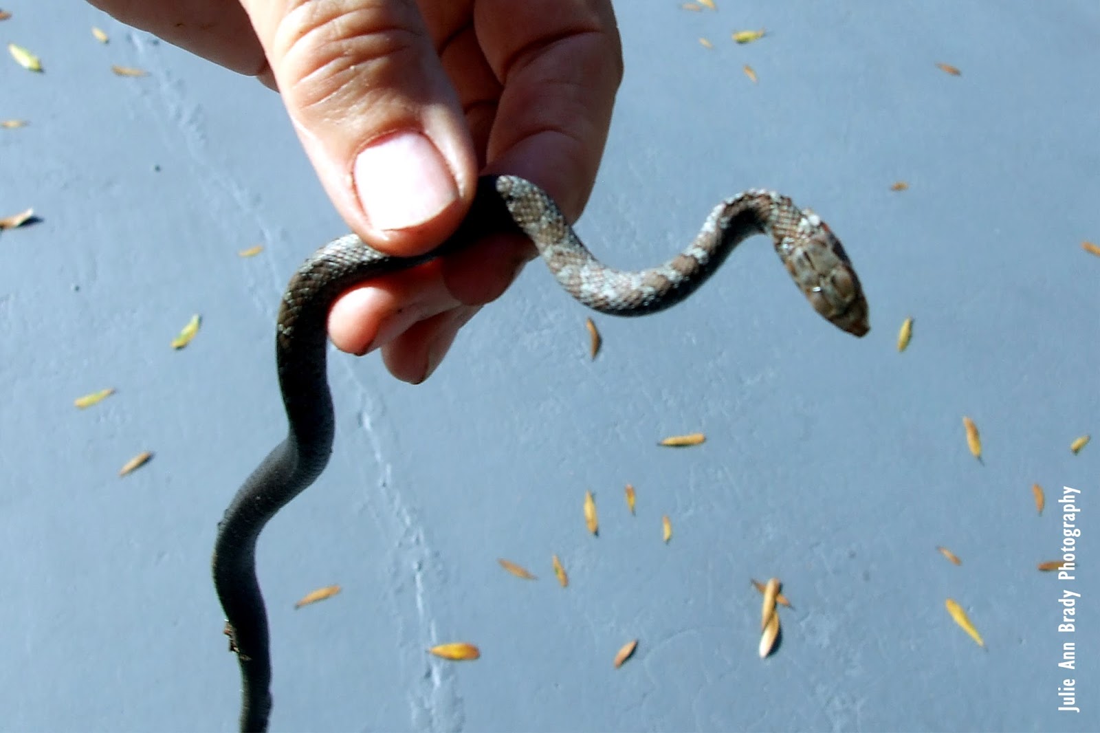 Julie Ann Brady Blog On Juvenile Southern Black Racer Snake