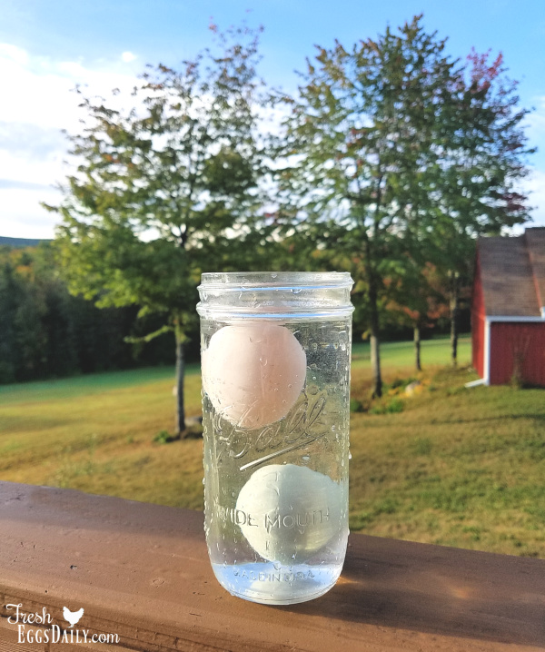 Floating test freshness by eggs for Egg Float