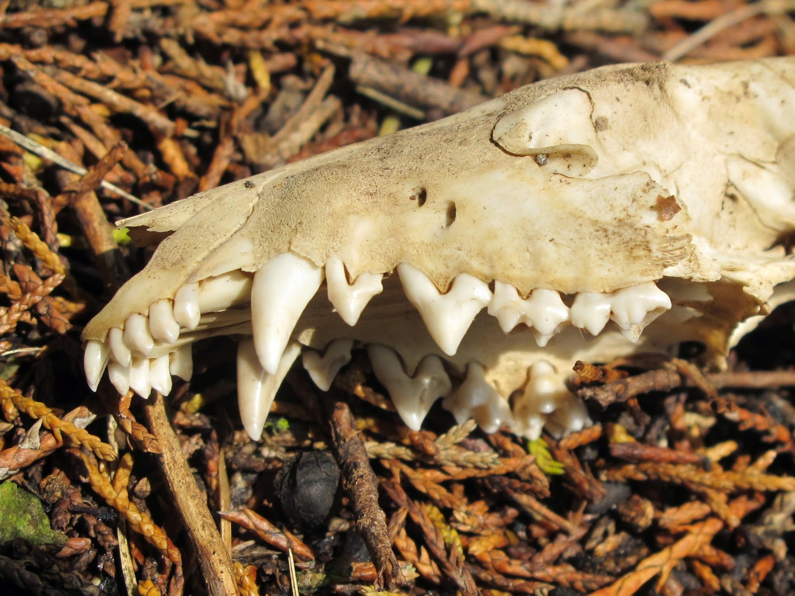 Blue Jay Barrens Bones