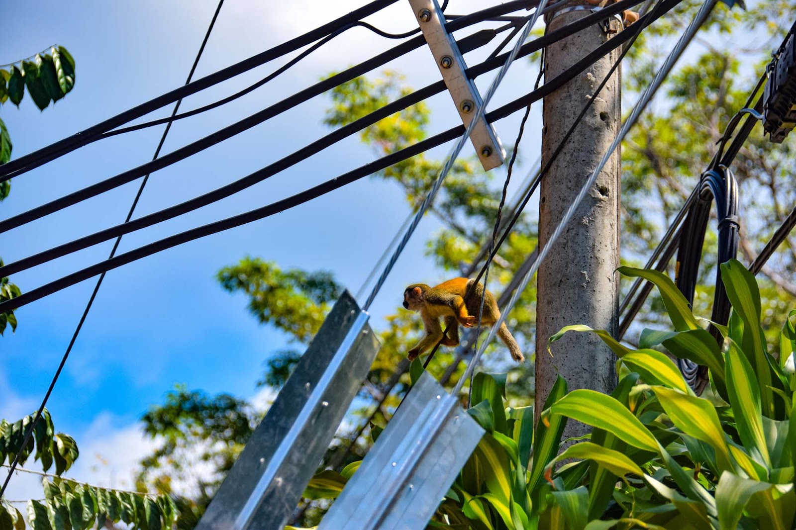 monkey on the telephone lines in costa rica