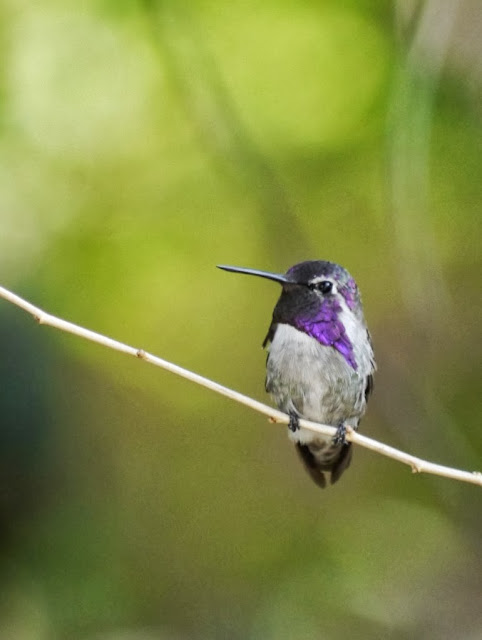 Desert Museum Tucson Arizona Colibri Hummingbird